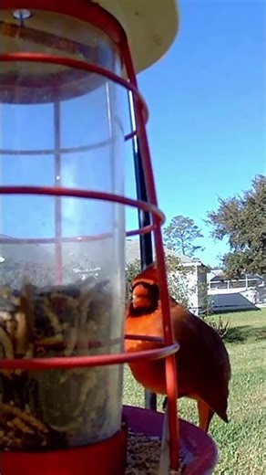 🐦 Cardinal pecking seeds in a feeder | Florida Birds #shorts
