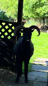 Evil Sheep POV: When Your Sheep Turns After Shearing