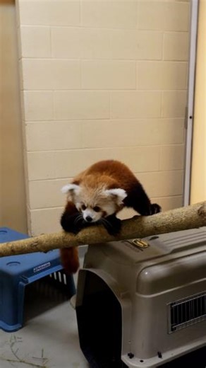 🐾 Our red panda cubs, Asha and Teddy Graham, are growing so fast! At just 5 1/2 months old, they are thriving. 🌱 They've made great progress with weaning and are showing a big appetite for solid foods—bamboo is their new favorite snack! 🧡 | Seneca Park Zoo