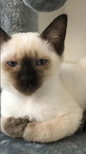 Siamese cats for adoption