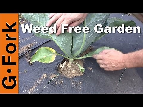 Natural Weed Control in the Vegetable Garden - GardenFork