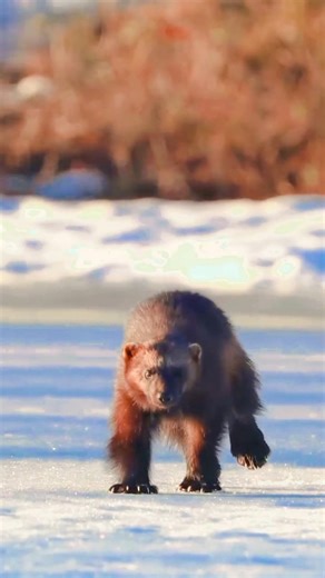 Wolverine!! The Fearless Glutton of the Northern Wilds!!❄️ #animal #wolverine #wildlife #wildtv