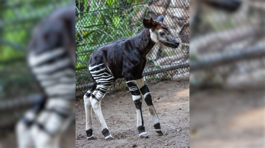 San Diego Zoo welcomes endangered okapi calf to the world