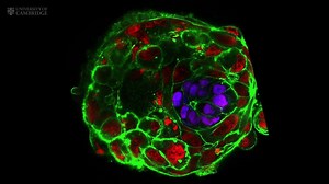Congratulations to Professor Magdalena Zernicka-Goetz, whose research won the People's Choice vote in Science magazine's Breakthrough of the Year 2016! Here's what it's about. | University of Cambridge