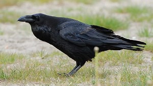 Watch: What Are Those Crows And Ravens Saying?