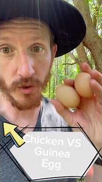 Guinea Fowl vs Chicken Eggs: Exploring the Differences and Delights