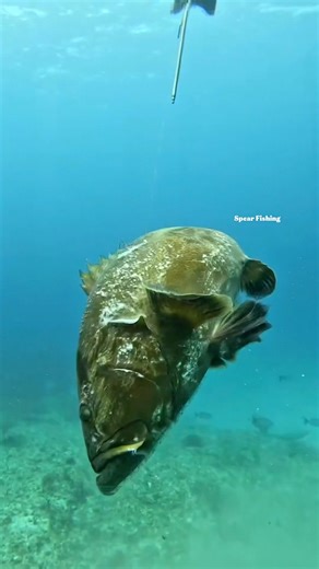 Spearfishing for World's Best Seafood #spearfishing #fishing