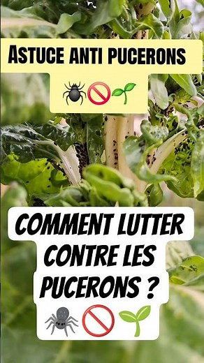 A natural trick to fight aphids