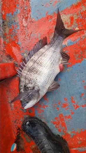 The catch was 52 red sea bream... #red sea bream #red sea bream fishing