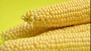 yellow sweet corn on the cob
