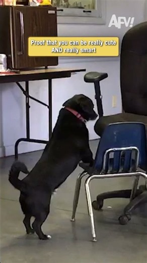 Proof that you can be really cute AND really smart 🐶