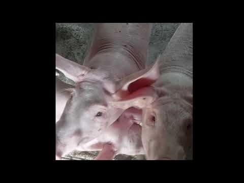 Hungry Pigs Oinking Sounds