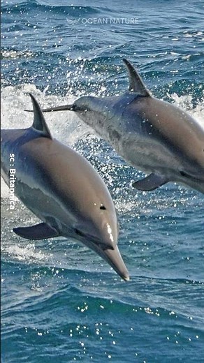 Dolphins As Human Savior?
