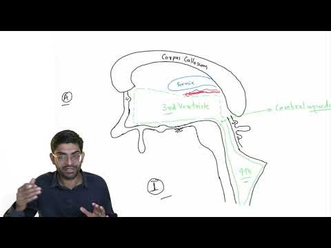 Third ventricle anatomy 3d | Neuroanatomy | Dr Pawan nagar