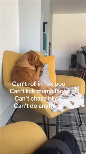 Life as a Labrador: Limitations and Disappointments