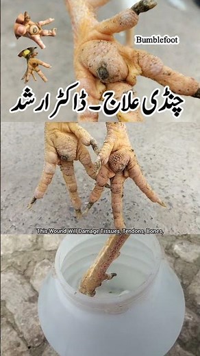 Treatment of Infected Foot in Backyard Chickens | BumbleFoot in Poultry Birds | Dr. ARSHAD