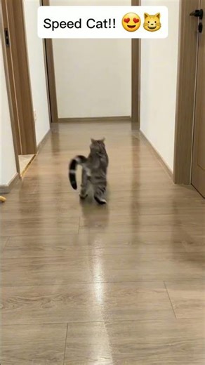 Funny Cat Videos /Cute Cat 😻/ #shorts