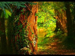 JUNGLE FOREST AND BUTTERFLY ANIMATED HD 1080P MOTION ANIMATED BACKGROUND FOR GREEN SCREEN