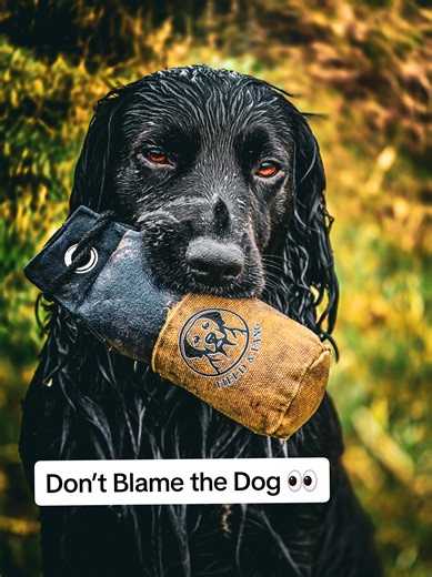 Understanding Dog Behavior: Training Tips You Need