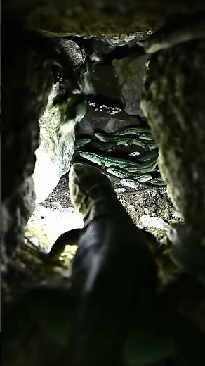 🦎 Inside a Lizard Shelter – Hidden Between Rocks!