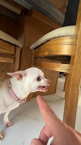 2.2M views · 10K reactions | Who loves the Kuchi Kuchi Ku?? #chihuahua #dog #nikiozeri #mreviatar #kuchikuchi #angrydog #fyp #niki #foryou #pet #petsofinstagram #petsagram #petsafety #petlover #petsitter #petcare #doglover #dog #dogtraining #dogsofinstagram #dogslife #dogslife #dogoftheday #FacebookReelsContest #reels #viral #Comedy #Streetinterview #adsonreels #facebookadsonreels #facebookreels #reelsoverlayads #adsonreels #adsonreelsmonetization | Chihuahua_dogg | Facebook