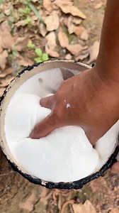 The raw rubber latex is shown in all its natural beauty, thick and milky as it flows gently from the tree. As the latex is carefully squeezed out, it creates a soft and visually soothing experience. The smooth, continuous flow of the rubber is incredibly satisfying to watch, making this moment ideal for ASMR enthusiasts. The serene sound of the latex being compressed adds to the overall calming effect, transforming this simple process into a relaxing and captivating sensory experience that viewe