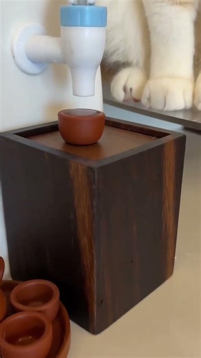 Today, trying to catch water using a mini teacup. #cat #catvideos #suncats #smartcat #pets #kitten