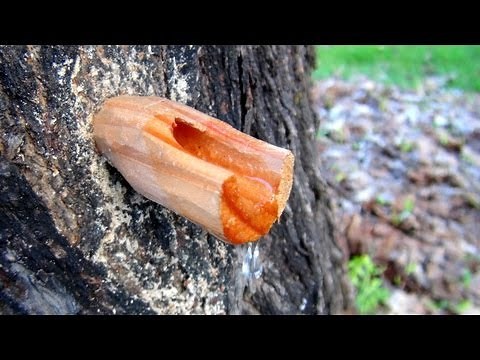 Tapping A Maple Tree