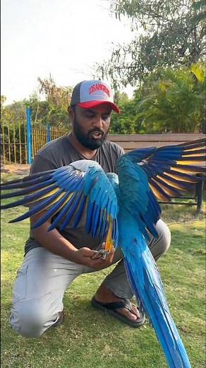 Parrot IQ level | How intelligent parrots are? | #parrots #ShaikhTanveer #Macaws