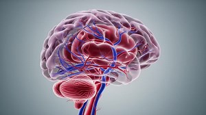 A Detailed 3D Visualization of the Human Brain, Showcasing Neurons and Vascular Structures, Highlighting the Complexity and Intricacies of Cerebral Anatomy | Premium Stock Video Footage
