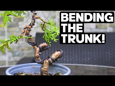 How to Create Drastic Bends on a Bonsai Trunk