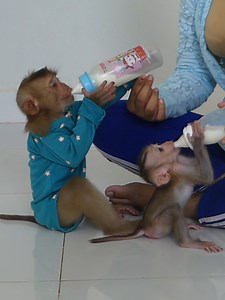 Super Cute Baby Monkey Bom's Family | Mr Bon