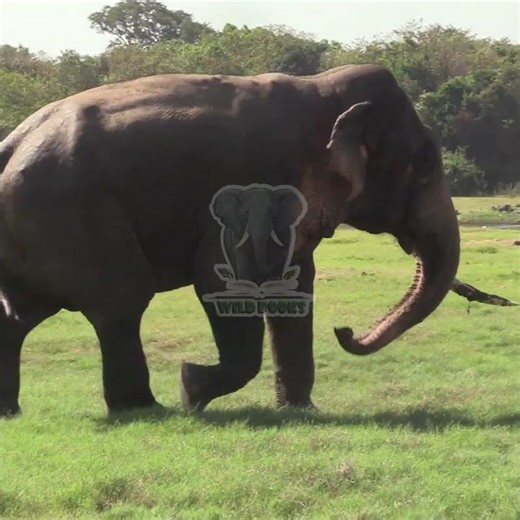 The majestic elephant in the jungle | Elephant | Animals | Wildlife | Nature #elephant #animals