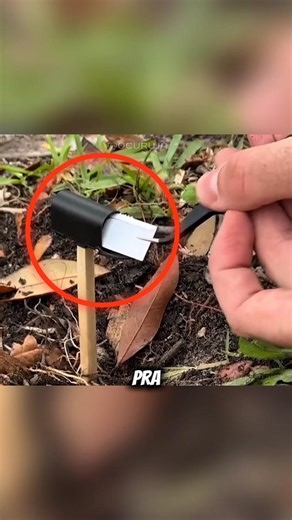 Ele enganou o carteiro todos os dias até isso acontecer 😱 #curiosidades