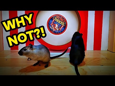 They Refused the Gerbil Wheel… Why?! 🎪