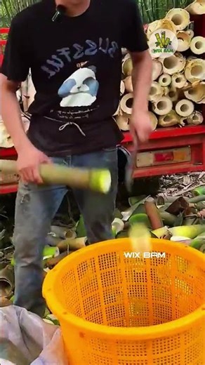 Cutting Bamboo Shoots