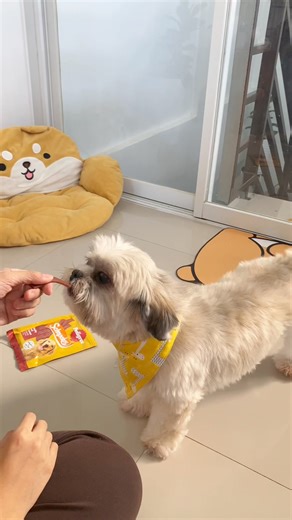 Napatry niyo na ba sa furbaby niyo yung upgraded version ng meat jerky ng pedigree? Their Newest Schmackos is in the house! This is the ultimate treat for your furbaby, let them try this and for sure they will be begging for more. #SchmackosOClock #PedigreePH Pedigree Philippines Shop Here: Tiktok: https://vt.tiktok.com/ZSYj4bBbs/ | Snow, Winter and Friends