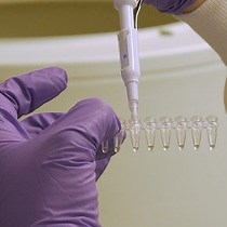 Video: Shifting Zebrafish Lethal Skeletal Mutant Penetrance by Progeny Testing