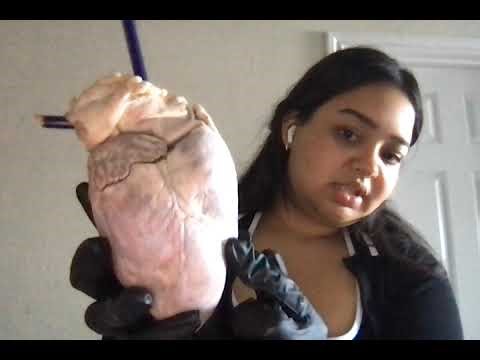 Pig heart dissection
