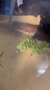 Amphiuma are blind but I wonder if they can use their eyes to detect changes in light like dugnesia does. * * * #explore #explorepage #threetoedamphiuma #salamander #gatorboysouth | Donovan Lindo
