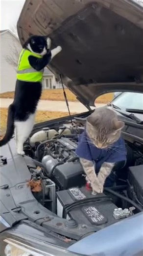 😱 Cat Ne Car Repair Karte Hue Kar Diya Short Circuit!