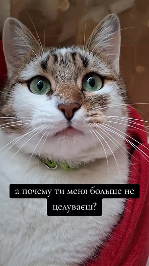 инст: barney_the_biscuit_cat