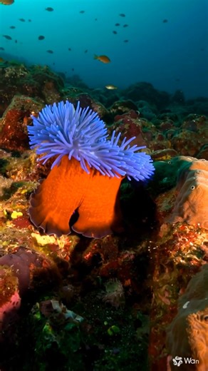 We're celebrating bonfire night with some ocean fireworks - aka sea...