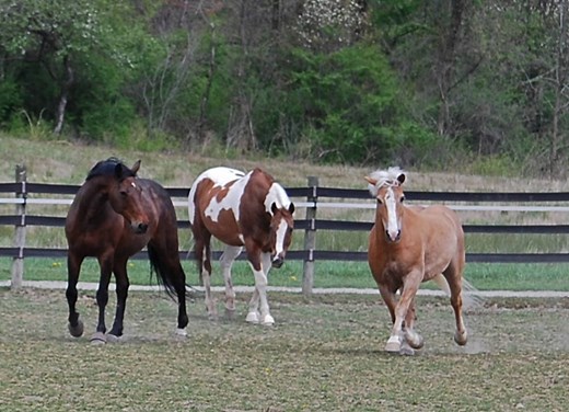 About - Fieldstone Farm Therapeutic Riding Center