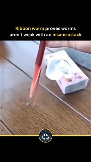 FACTS l LIFE l LEARN on Instagram: "A ribbon worm proved that worms aren’t as harmless as they seem when it launched an incredible attack. This marine creature can shoot out a long, sticky proboscis from its body — almost like a living harpoon — to capture prey. The proboscis quickly wraps around its target, trapping it before pulling it back for feeding. It’s a shocking and almost alien-looking move that shows how even soft-bodied animals can have powerful and unexpected hunting techniques hidd