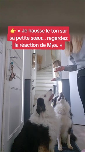 « Je n’ai même pas crié sur elle…Mya prend immédiatement sa défense. » #chien #education #protection #inseparables #comportement