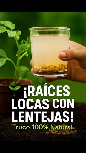 Lentejas para Plantas 🌱 El Enraizante Casero Más Poderoso y Natural