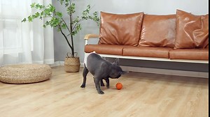 Dog Diapers Female Washable Reusable Durable Premium Cat Diapers-2P (Large (19"-27" Waist))