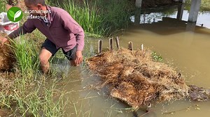 334K views · 10K reactions | แซนด์วิชปลาแหล่งอาหารของสัตว์น้ำ มี 2...