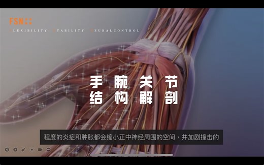 手腕关节结构解剖